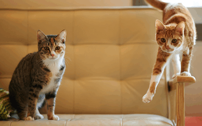 ¿Cuántos gatos son demasiados? Consejos para casas felices de múltiples capios