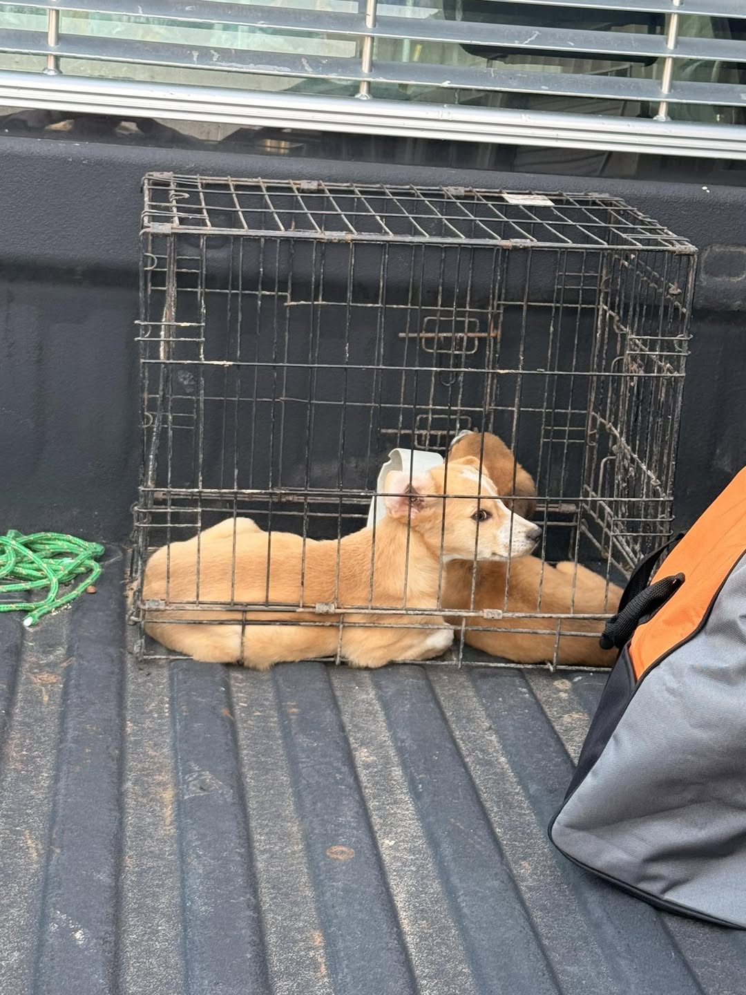 Gratis perritos en La Gran Pulga de Hidalgo recojer en local i 19 20 21 22 

Req…